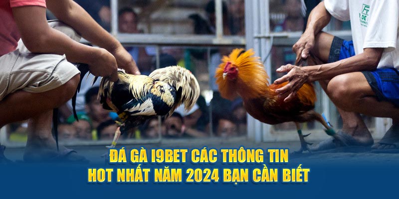 Đá gà và những đièu cần biết