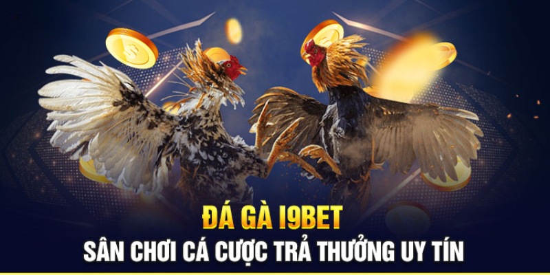 Quy trình tham gia đá gà tại nhà cái i9bet